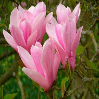 Magnolia Soulangeana Heaven Scent - Large Specimen - Circa 180-220cm