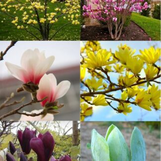 Magnolia Tree - Lost Label Lucky Dip Bargain Tulip Tree