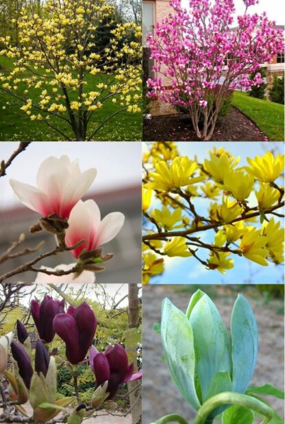 Magnolia Tree - Lost Label Lucky Dip Bargain Tulip Tree