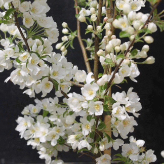 Crabapple Tree - Malus Wedding Bouquet - 160cm