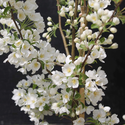 Crabapple Tree - Malus Wedding Bouquet - 160cm
