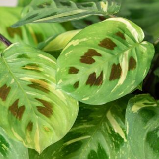 Maranta Leuconeura Fiesta - Prayer Plant