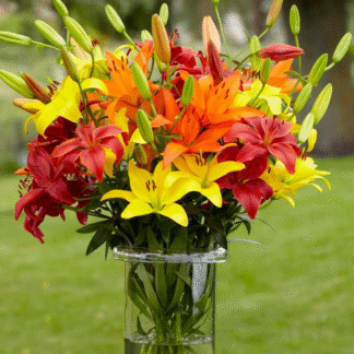 Lilium Sunset Shades - Pack of Ten Lily Bulbs