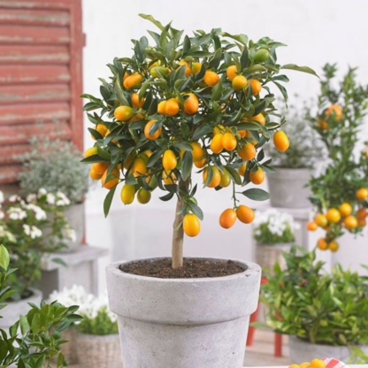 Fruiting Kumquat Tree - Citrus Fortunella Margarita