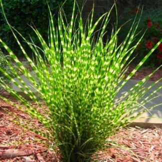 Miscanthus Sinensis Little Zebra