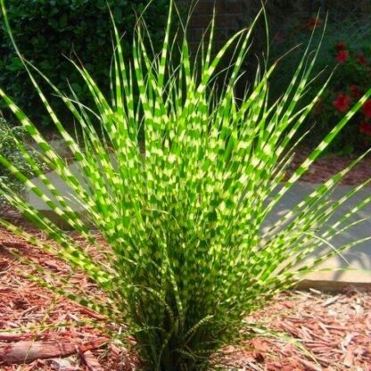 Miscanthus Sinensis Little Zebra