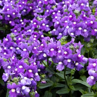 Nemesia Fructicans Blue