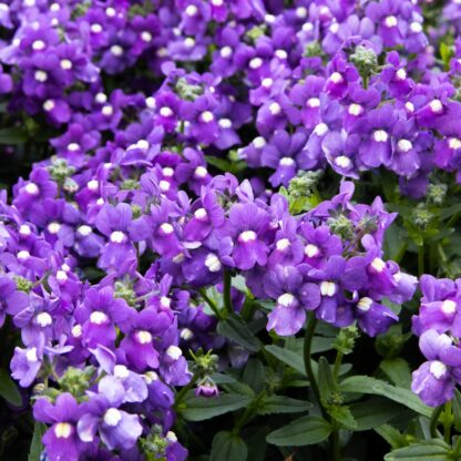 Nemesia Fructicans Blue