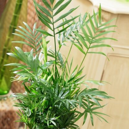 Chamaedorea Elegans - Parlour Palm