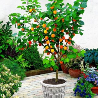 Apricot Tree - Prunus Armeniaca