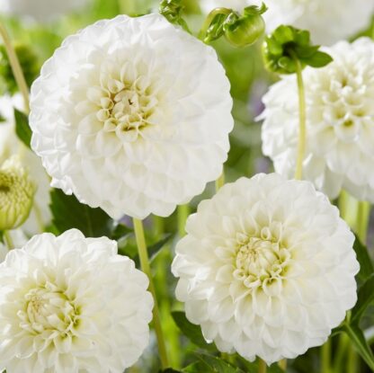 Dahlia Petra's Wedding