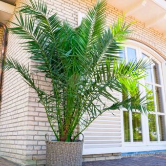 XXXL Giant Phoenix Canariensis - Canary Island Date Palm - Extra Large Patio Palm Trees 220-290cm