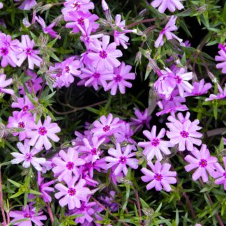 Phlox Subulata 'Fort Hill'