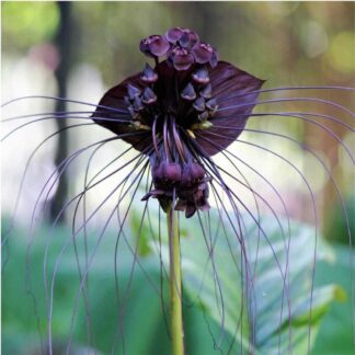 Rare - Tacca Chantrieri - Bat Plant - in Bud And Bloom