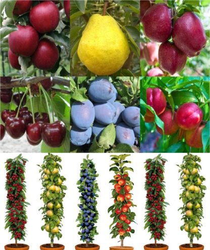 Dwarf Patio Pillar Fruit Trees Mini Orchard Collection - Four Different Trees in Assorted Varieties