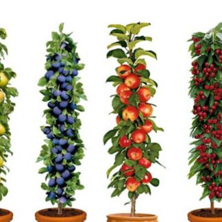 Patio Fruit Trees Orchard - Collection of Five Superb Fruit Trees For Patio or Garden
