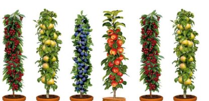 Patio Fruit Trees Orchard - Collection of Five Superb Fruit Trees For Patio or Garden
