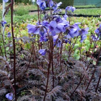 Polemonium Yezoense Purple Rain - Jacobs Ladder