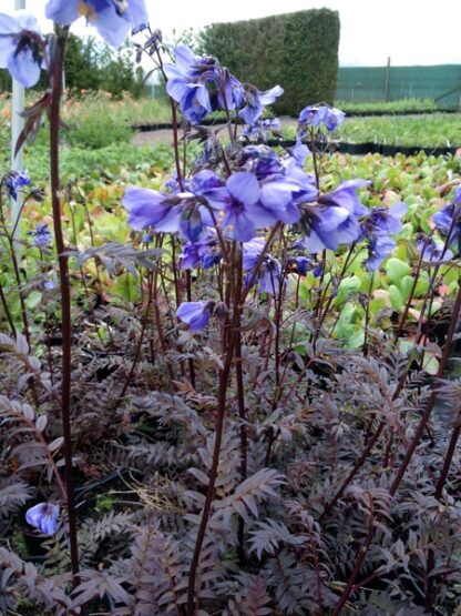 Polemonium Yezoense Purple Rain - Jacobs Ladder
