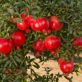 Large  Hardy 1.6-1.8m Pomegranate Tree - Punica Granatum 'Mollar De Elche' Specimen - Grow Your Own Juicy Superfruits!