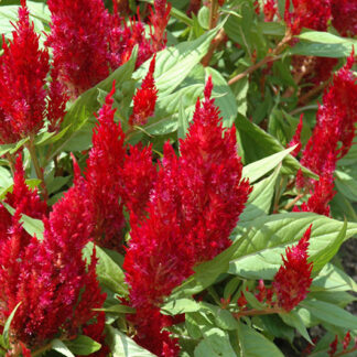 Celosia First Flame Red