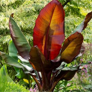 Musa Red Abyssinian Banana  - Ensete Ventricosum Maurelli - Large