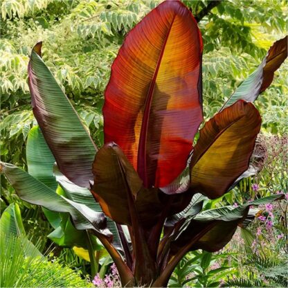 Musa Red Abyssinian Banana  - Ensete Ventricosum Maurelli - Large