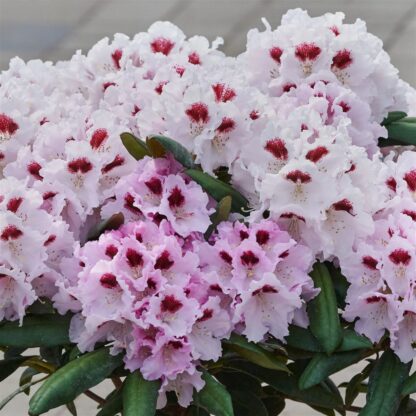 Rhododendron 'Annika'