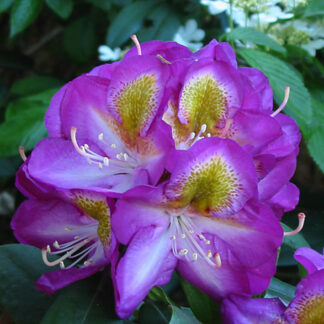 Rhododendron Bluebell