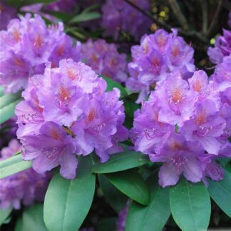 Rhododendron Catawbiense Grandiflorum 'Boursault'