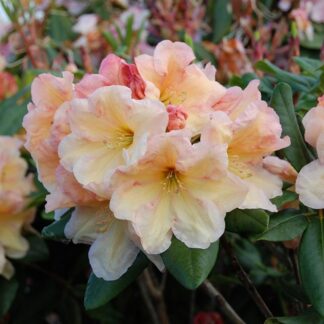 Rhododendron Hybride Horizon Monarch
