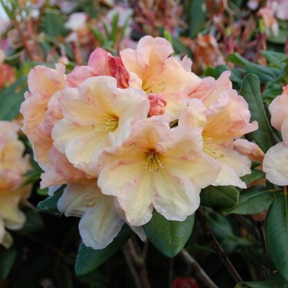 Rhododendron Hybride Horizon Monarch