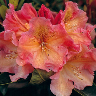 Rhododendron Hybrid 'Olga'