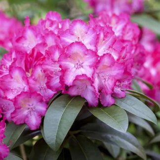 Rhododendron Hybride Sternzauber