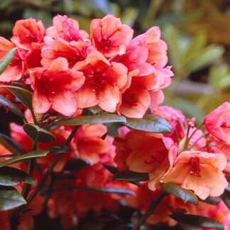 Rhododendron 'Amaretto' - Hybrid