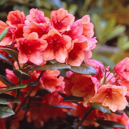 Rhododendron 'Amaretto' - Hybrid