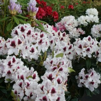 Rhododendron Hybrid Hyperion