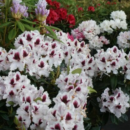 Rhododendron Hybrid Hyperion