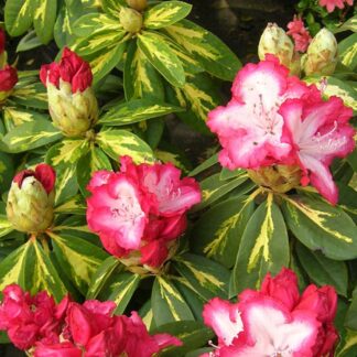 Rhododendron Hybride President Roosevelt