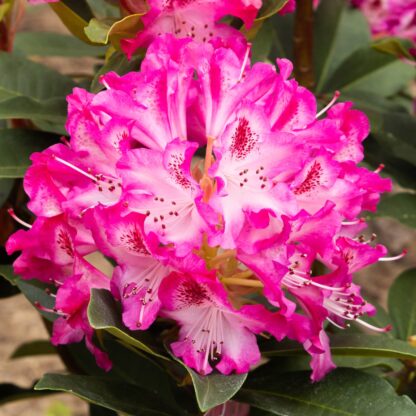 Rhododendron Etoile De Sleidinge