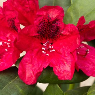 Rhododendron Lord Roberts