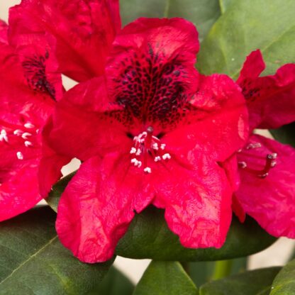 Rhododendron Lord Roberts