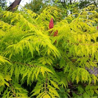Rhus Typhina Dissecta - Tiger Eyes-  Staghorn Sumac - Large Specimen