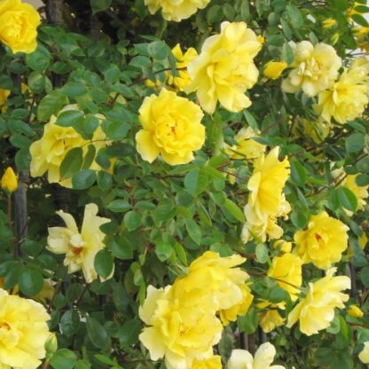 Rosa Paragon - Large Climbing Rose - Circa 5-6ft