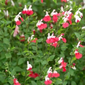Salvia × Jamensis 'Hot Lips'