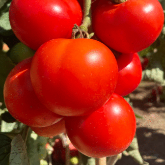 Tomato Plant 'Tamina'
