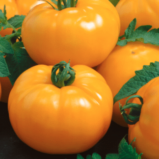 Tomato Plant 'Azoychka'