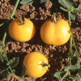 Tomato Plant 'Garden Peach'