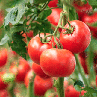 Tomato Plant 'Homestead'