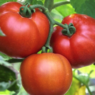 Tomato Plant 'Saint Pierre'